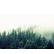Ködös fenyőerdő